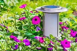 Solar,Powered,Garden,Lamp,Beside,Flowers,Geraniums,Bed.